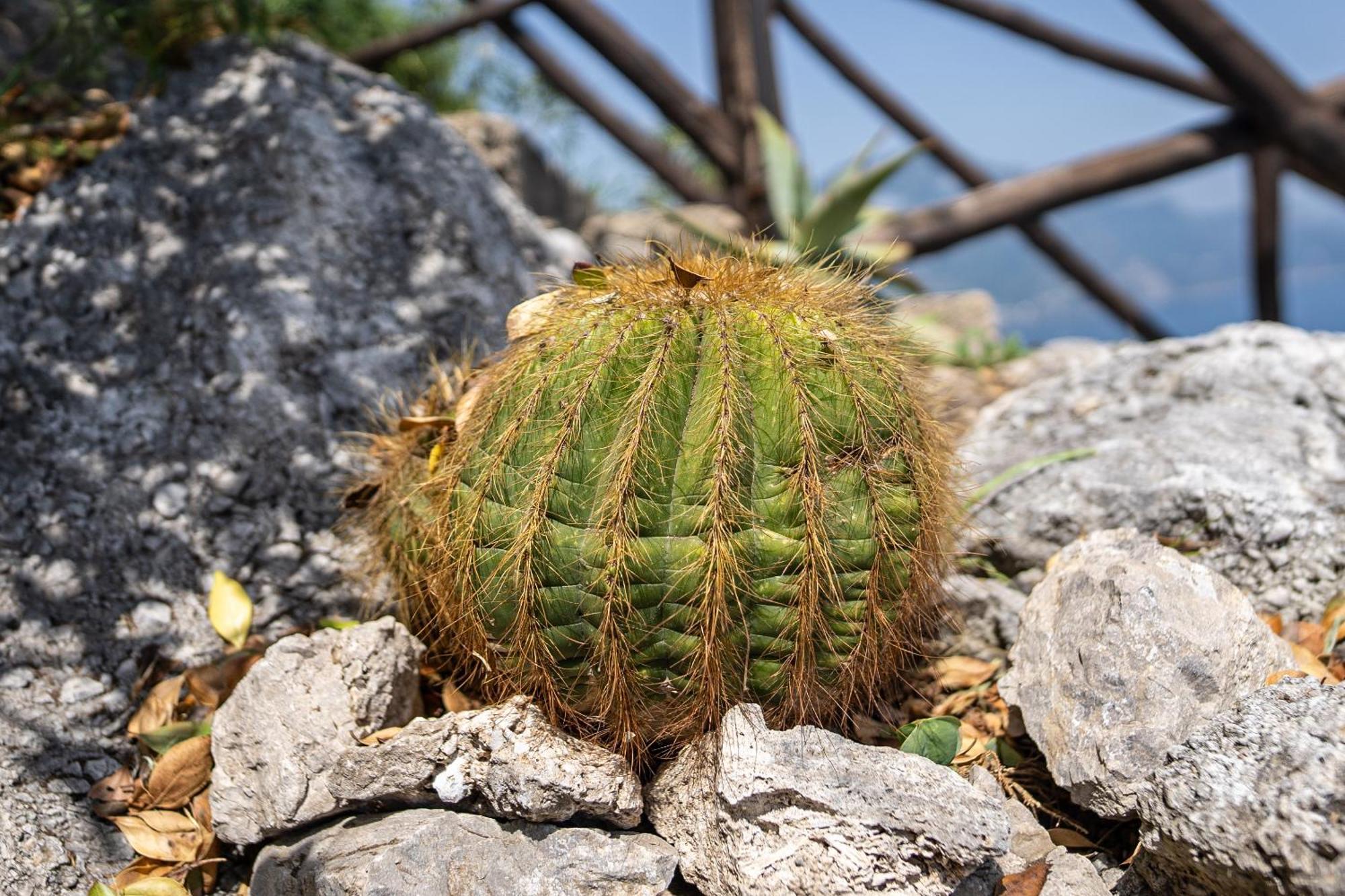 Tenuta Dell'al.ma. Amalfi